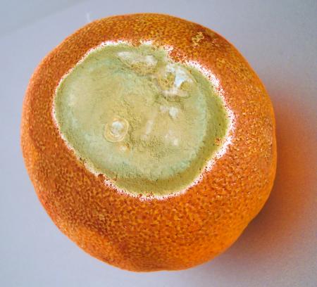 Plan�te mandarine, � la surface la mer de la sagesse