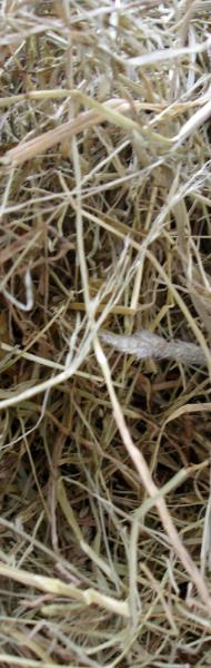 Le foin des seigneurs 