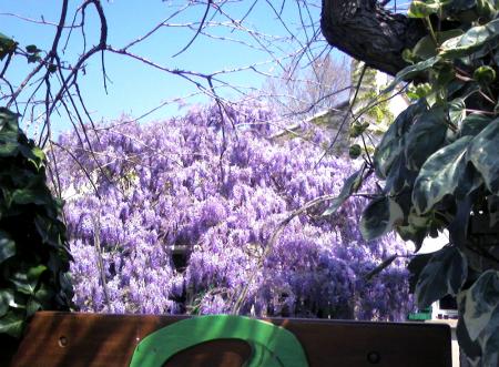 Sur les murs y'avait des glicines, toi tu portais...