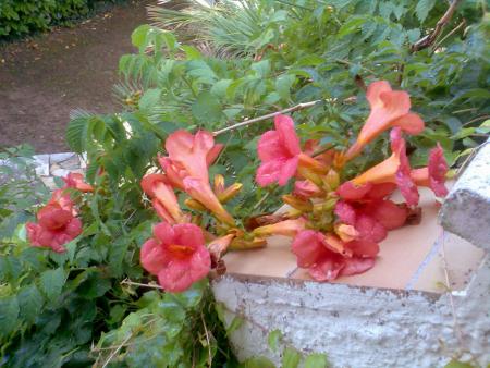Campsis grandiflora, fleurs de bignone