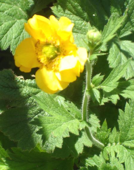 Lady stratheden (ou beno�te) tel est le nom de cette petite fleur d'un jaune �clatant comme un bouton d'or.