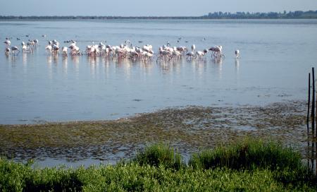 Flamands roses