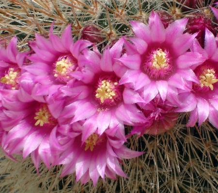 Fleurs de cactus, gros plan