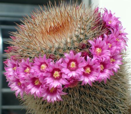 La beaut� des fleurs de cactus est saisissante et presque surnaturelle !
