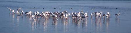 Le partage, flamands roses et canards