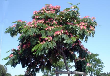 Je l'appelle l'arbre � houpettes ...