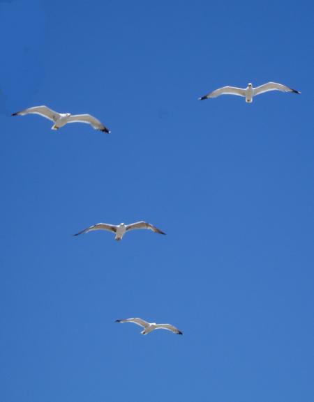 Dans le ciel bleu...soudain les mouettes