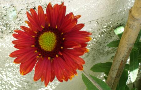 Parfois la beaut� s'invite sur un triste mur....