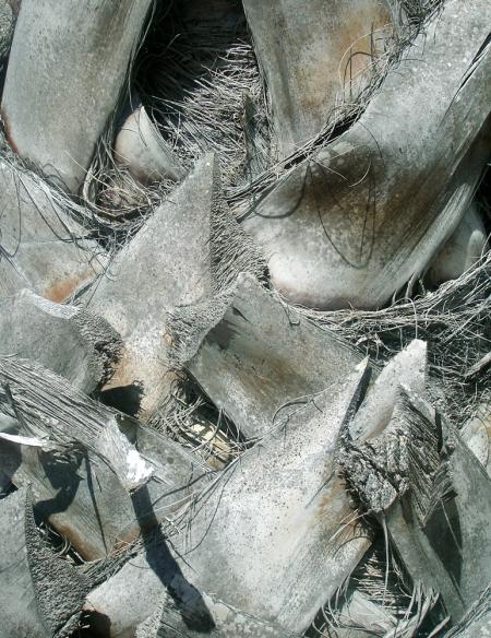 Pas si dsorganis qu'il y parait !