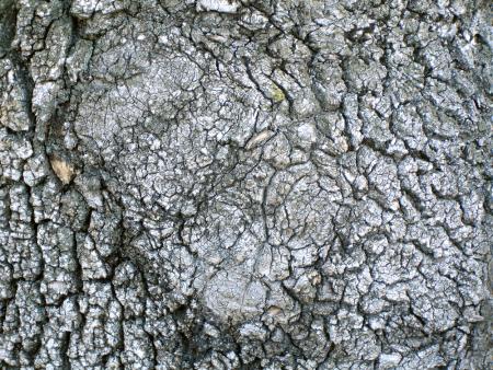 Ecorce de Grande Surface