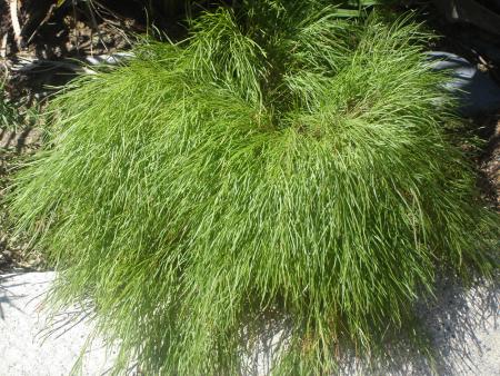 Frachement coiffe par le vent d'Autan 