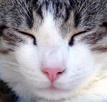 La vie est dure pour un chat !