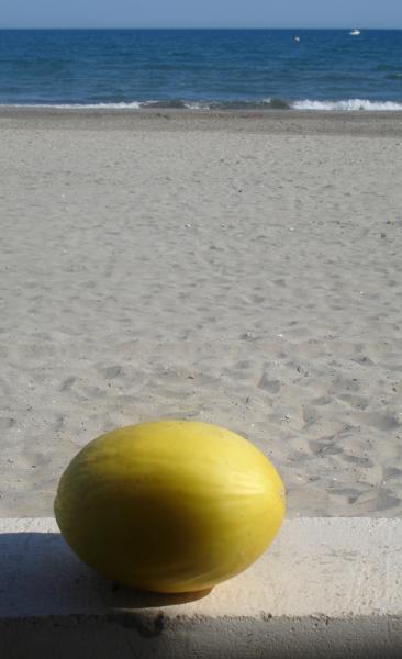 Un joli melon canari !