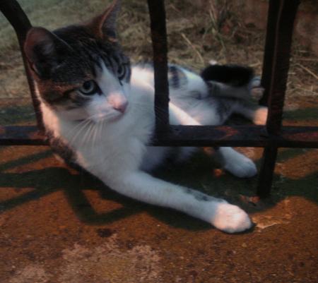 Le cr�puscule est proche, Lulu se pr�pare � sa vir�e nocturne.