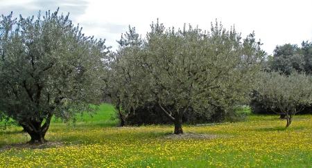 Oliviers et boutons d'or