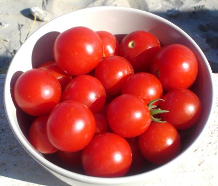 Jolies et dlicieuses petites tomates du jardin  ;-p