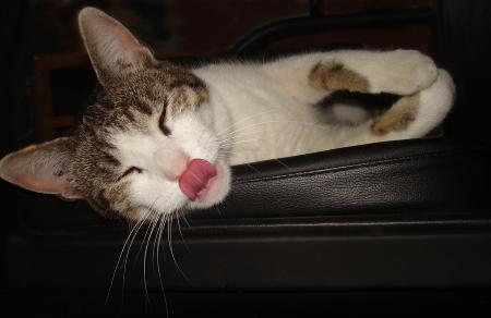 Lulu rve d'un bon repas....