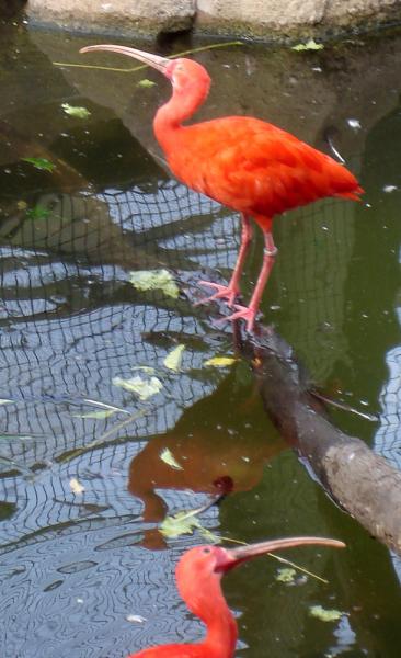 Ibis rouge...beau....
