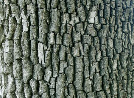 Sous cette rude corce l'aubier si tendre