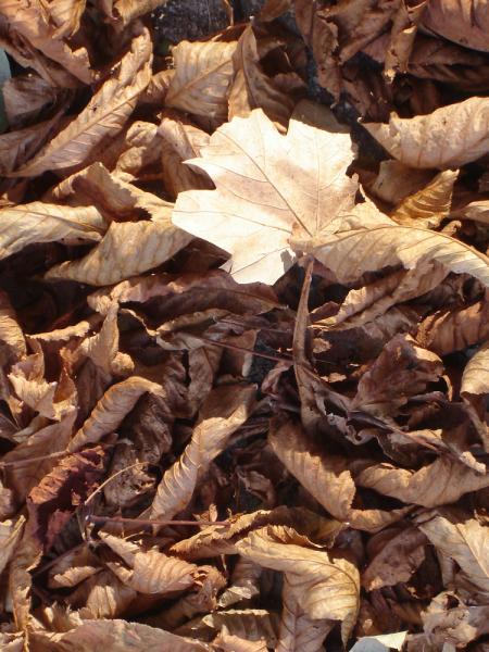 En pensant  Prvert....