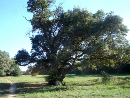 Majestueux,  sur le chemin du Comte