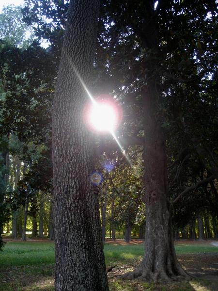 Hier, organises par le soleil, j'ai assist aux pousailles...