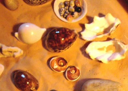 Coquillages sur sable du dsert....