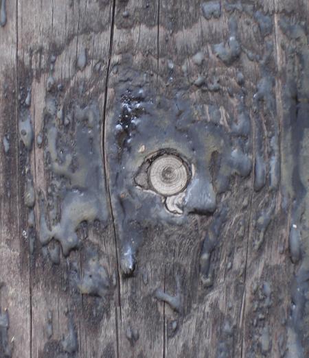 Cet arbre ouvre l'oeil et le bon !