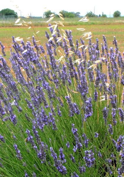 C'est un parfum que j'aime en fleurs pas en dsodorisant pour ch... oups 
