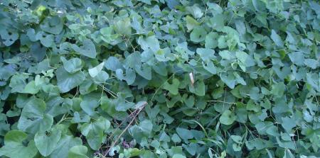 Feuilles bleues .....et tendres
