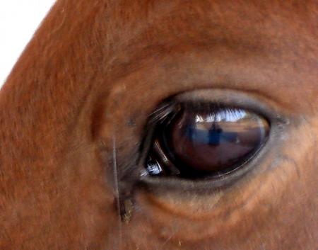 C'est beau l'oeil d'un cheval, on y voit des paysages et parfois....
