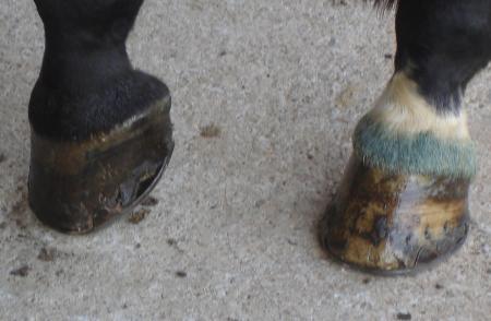 Les pieds d'un trs gentil cheval...