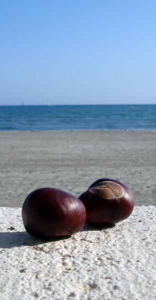 C'est l'histoire de deux marrons ...