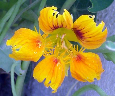 Capucine mange par de petites chenilles...
