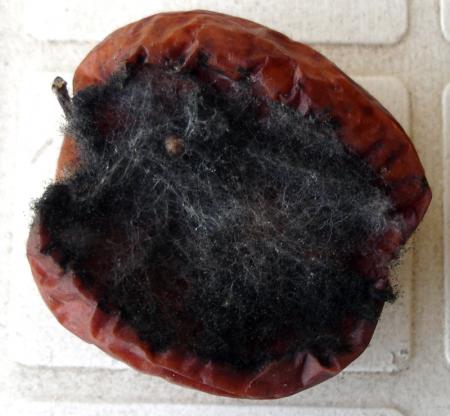 Une pomme pour Amlie N.