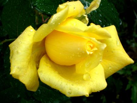 Ma jolie rose jaune.