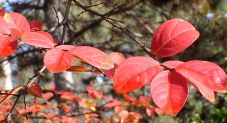 Les feuilles de mon arbre magique....