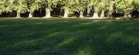 A lore, au loin, ballet d'arbres et paravent de la belle au bois dormant.