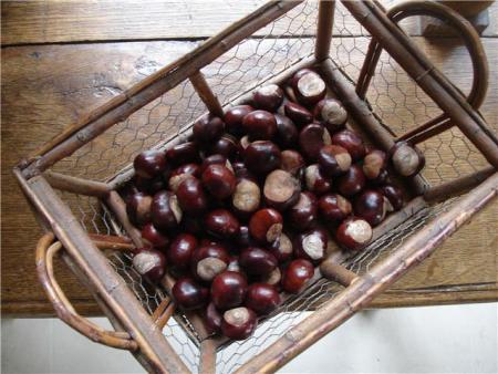 Vers 10h00, ce jour la, nous avons ramass les joyaux du marronnier d'Inde, Aesculus hippocastanum.