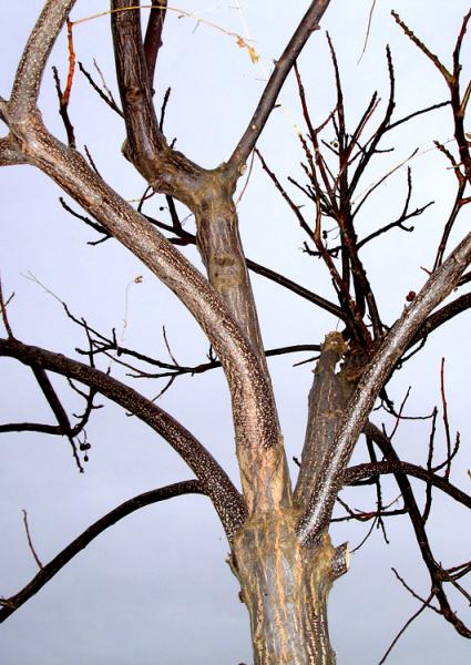 Mort ? Mais non, il se repose et dispose du temps  sa guise. Il retient sa vie, sa sve au cur de son bois. 