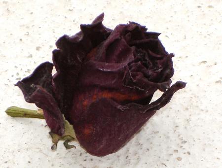 C'est l'horloge qui marque le temps. Reine des fleurs ou pas, ta vie fut bien courte ma Rose.